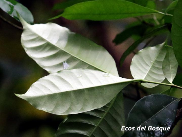 Tabernaemontana robinsonii (Guijarro)