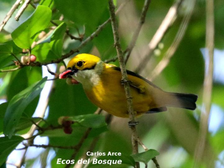 Tangara icterocephala en Ficus colubrinae