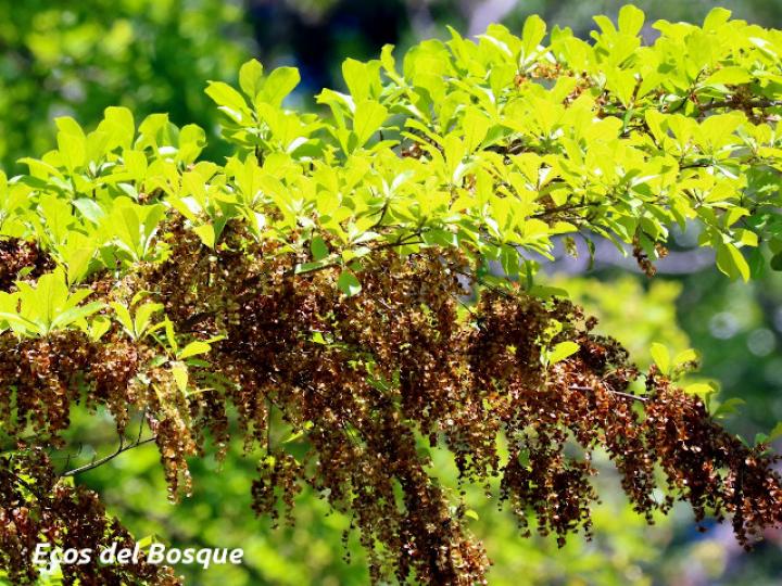 Terminalia amazonia (Roble coral o Amarillón)