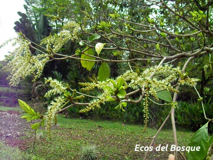 Terminalia amazonia (Roble coral o Amarillón)