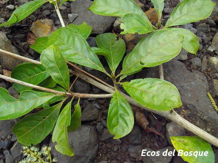 Terminalia amazonia (Roble coral o Amarillón)