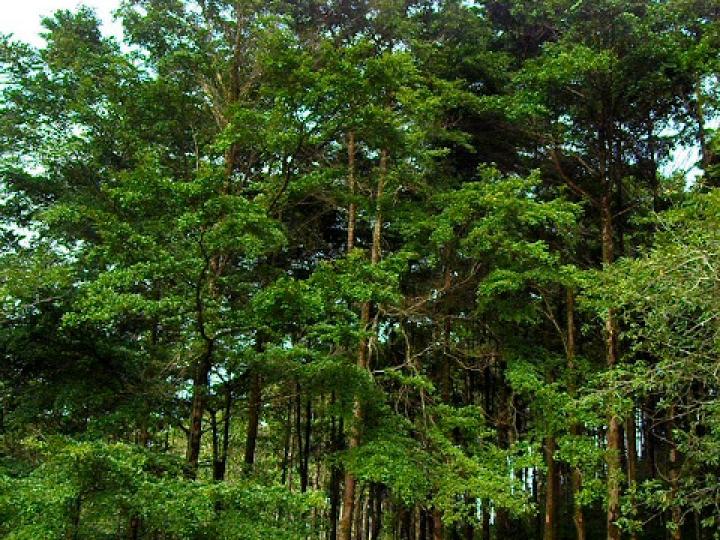 Terminalia amazonia (Roble coral o Amarillón)