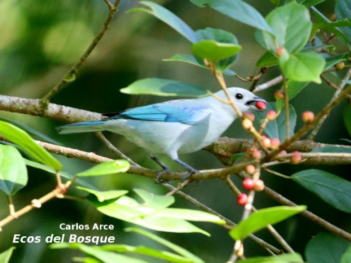Thraupis episcopus en Ficus colubrinae
