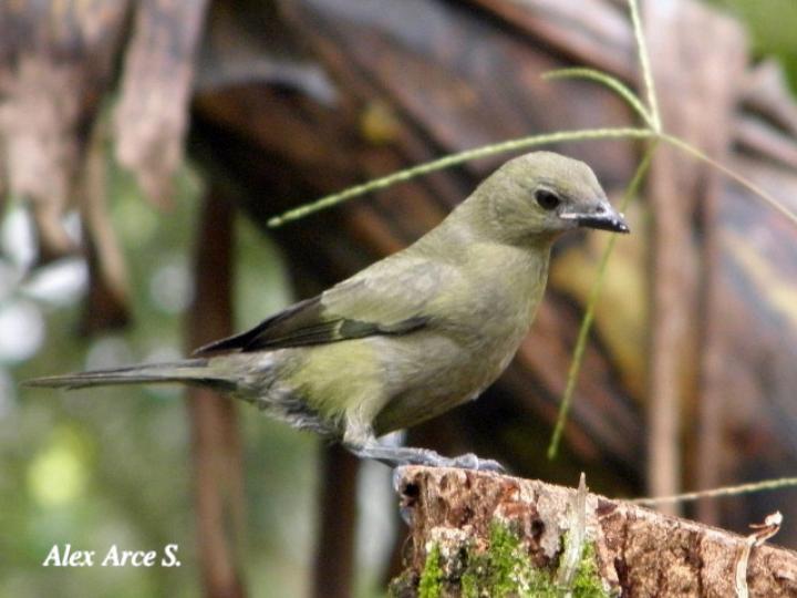 Thraupis palmarum (Tangara palmera)