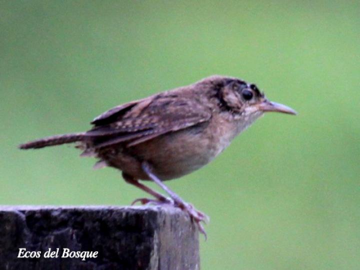 Troglodytes aedon (Soterrey cucarachero)