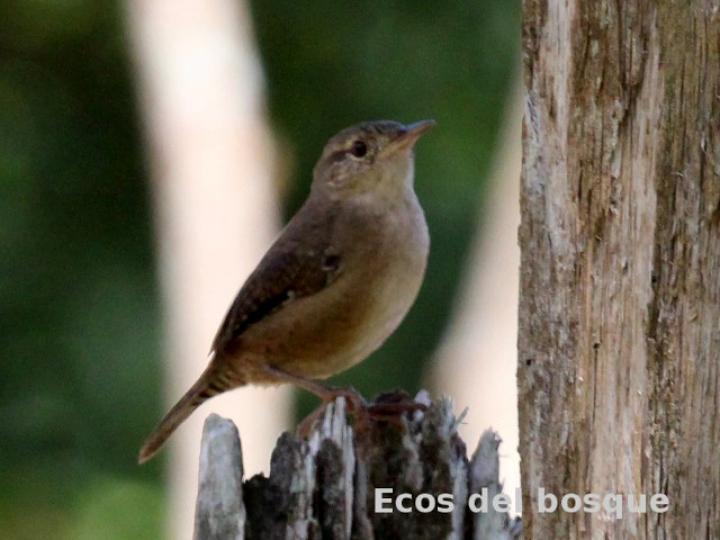 Troglodytes aedon (Soterrey cucarachero)