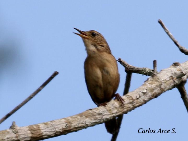 Troglodytes aedon (Soterrey cucarachero)