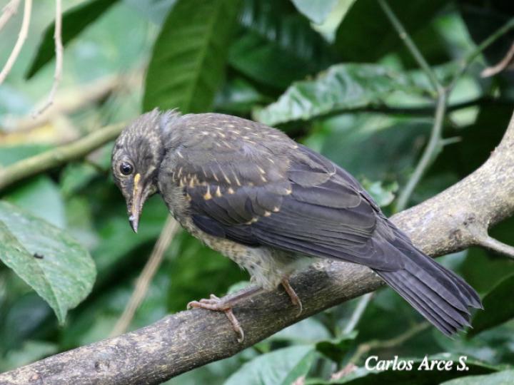 Turdus assimilis (Mirlo gorgiblanco)