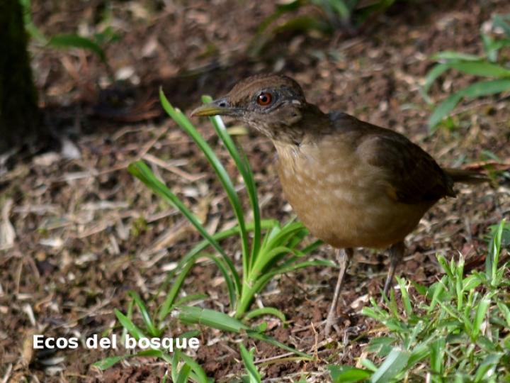 Turdus grayi (Yigüirro)