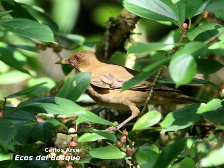 Turdus grayi (Yigüirro)