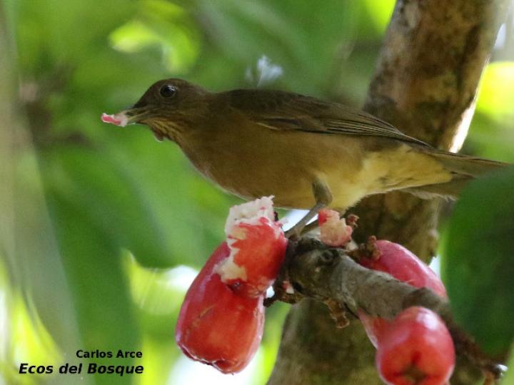 Turdus grayi (Yigüirro)