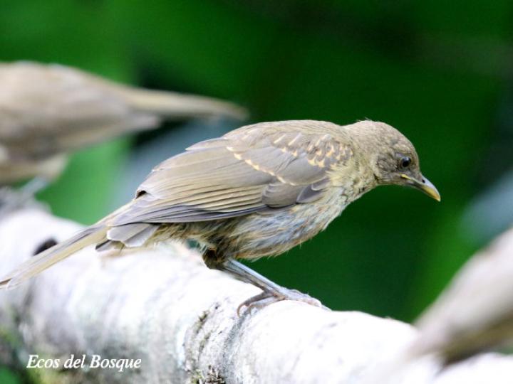 Turdus grayi (Yigüirro juvenil)