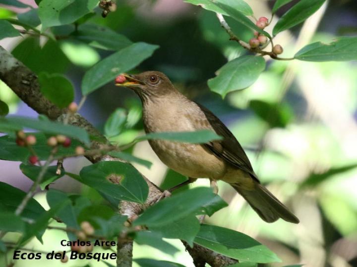 Turdis_grayi en Ficus colubrinae