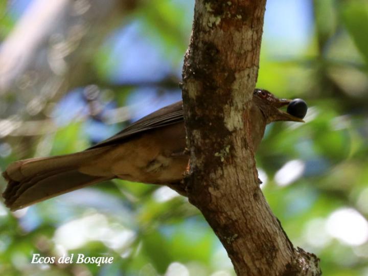 Turdus grayi (Yigüirro) con fruto de aceituno