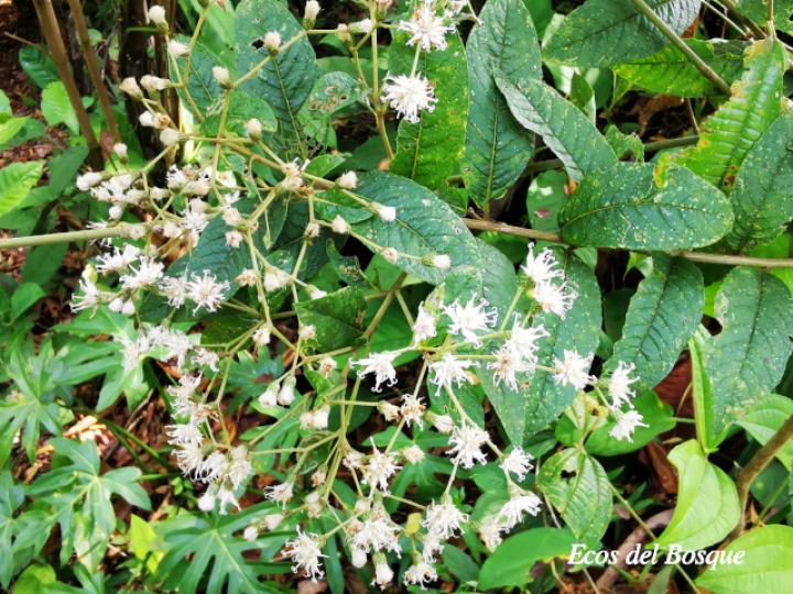 Vernonanthura patens (Tuete)