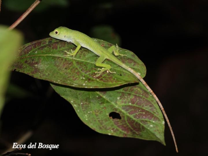 Anolis biporcatus (Abaniquillo verde)