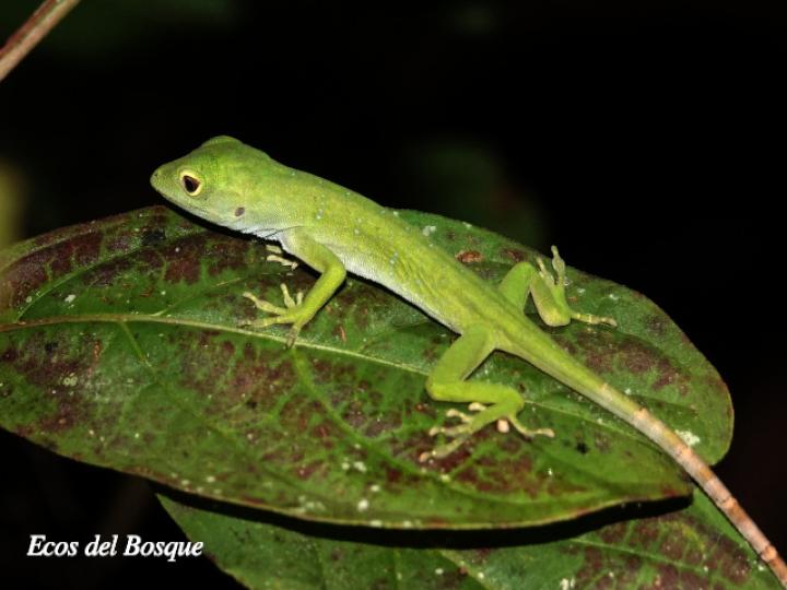 Anolis biporcatus (Abaniquillo verde)