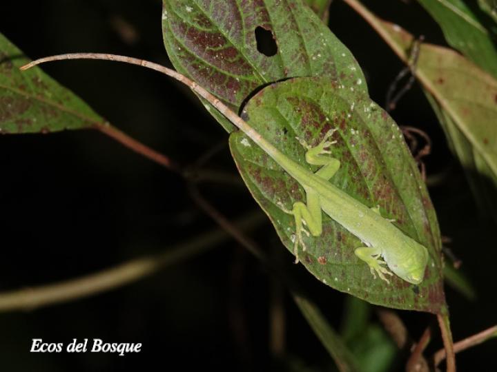 Anolis biporcatus (Abaniquillo verde)