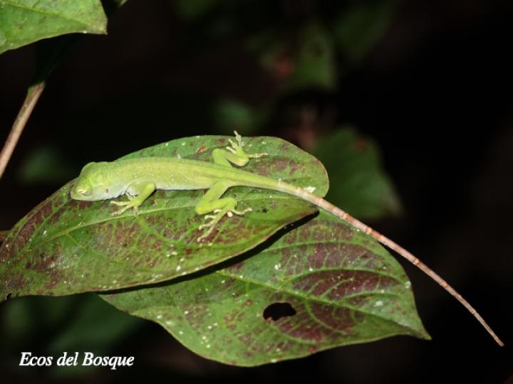 Anolis biporcatus (Abaniquillo verde)