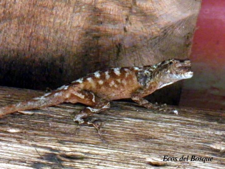 Anolis lemurinus (Anolis fantasma)
