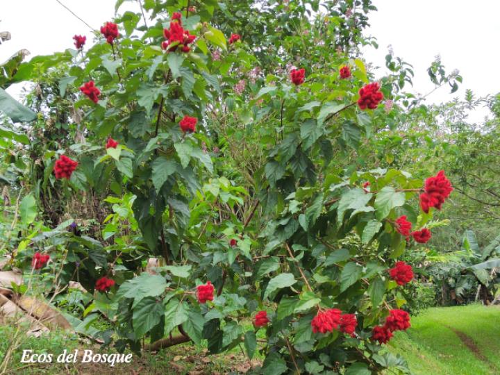 Bixa orellana (Achiote)