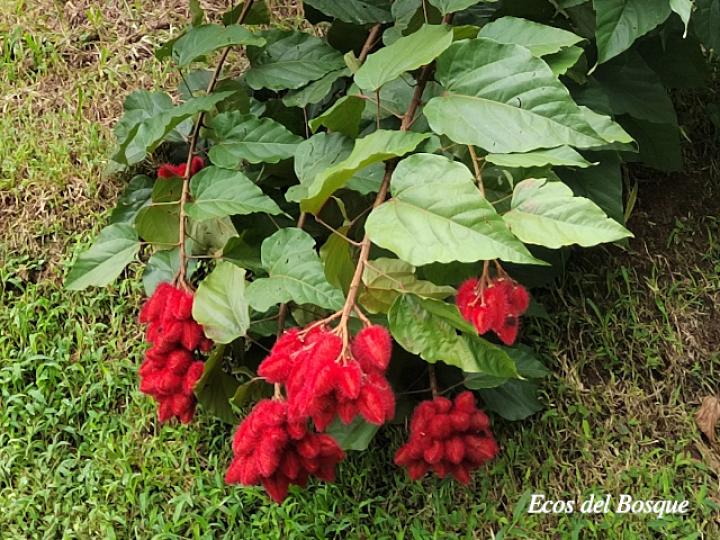 Bixa orellana (Achiote)