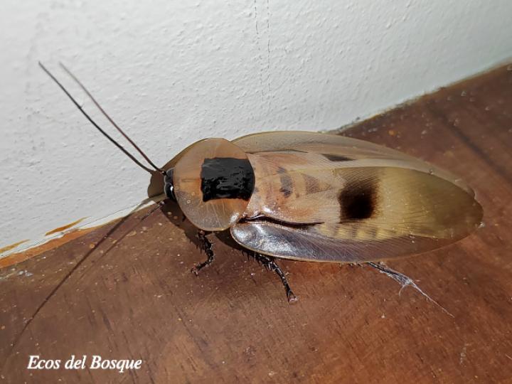 Blaberus giganteus (Cucaracha gigante de cueva)