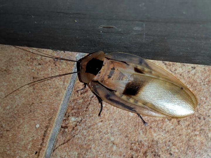 Blaberus giganteus (Cucaracha gigante de cueva)