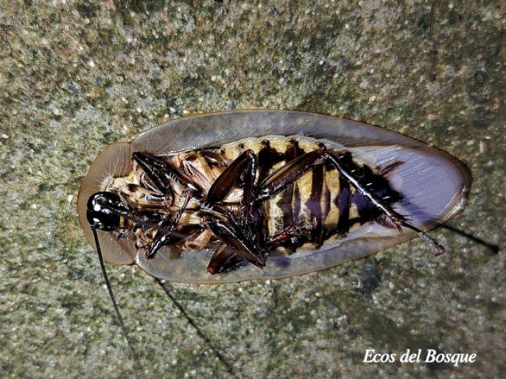Blaberus giganteus (Cucaracha gigante de cueva)