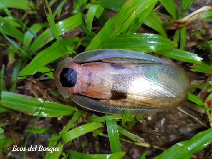Blaberus giganteus (Cucaracha gigante de cueva)