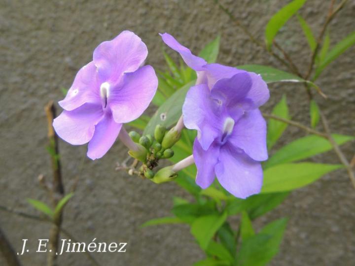 Brunfelsia grandiflora (San Juan)