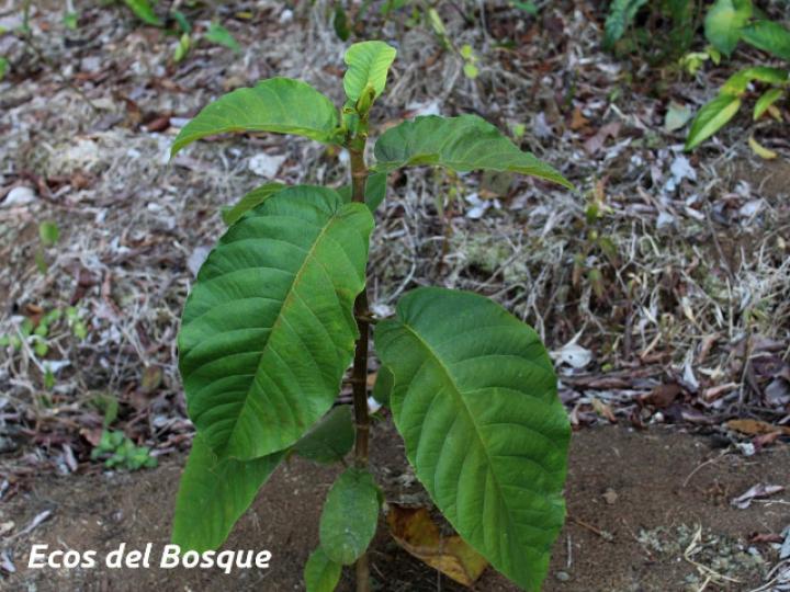 Castilla elastica (Hule)