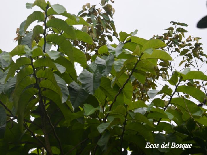 Castilla elastica (Hule)