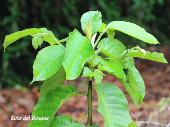 Castilla elastica (Hule)