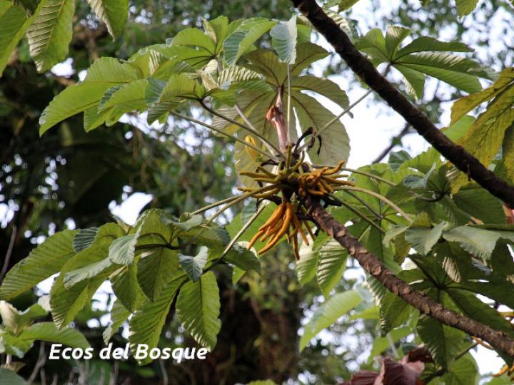 Cecropia insignis