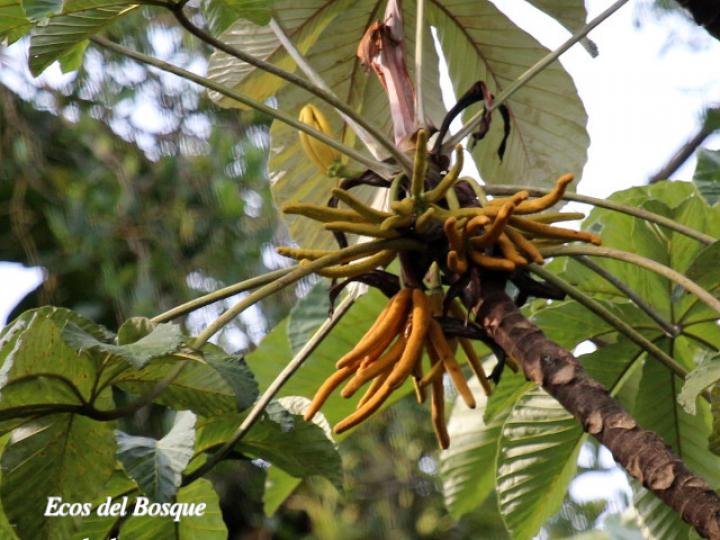 Cecropia insignis