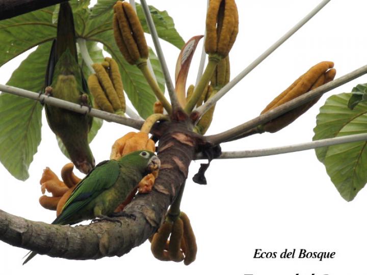 Cecropia insignis