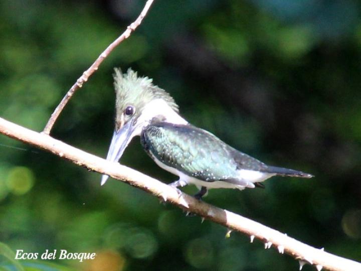 Chloroceryle americana (Martín pescador verde)