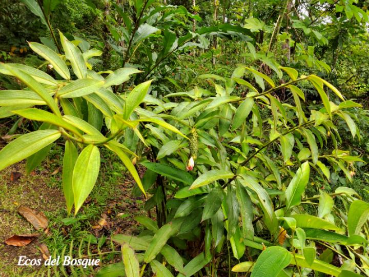 Costus bracteatus