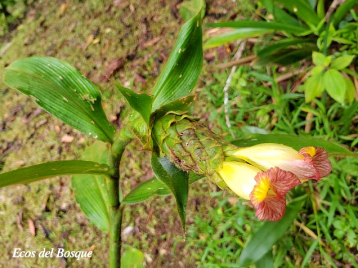Costus bracteatus