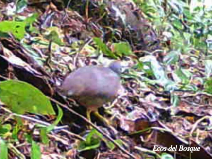 Crypturellus soui (Tinamú chico)