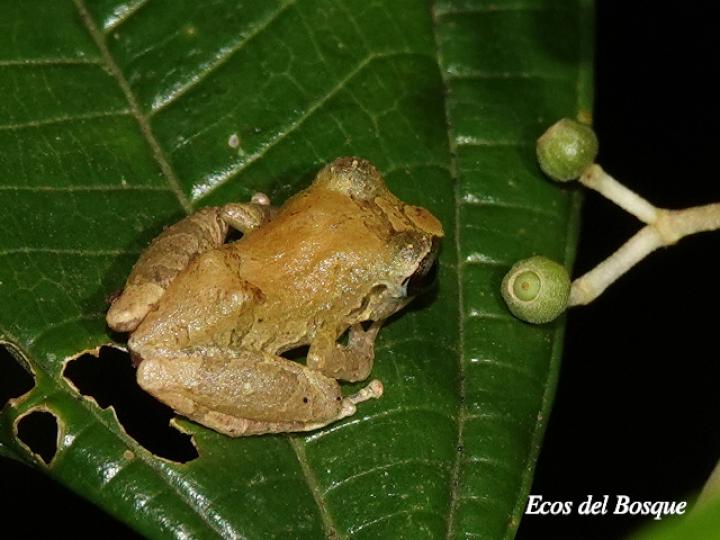 Diasporus diastema (Rana de campanilla común)