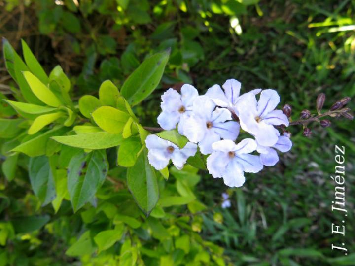 Duranta erecta (Pingo de oro)