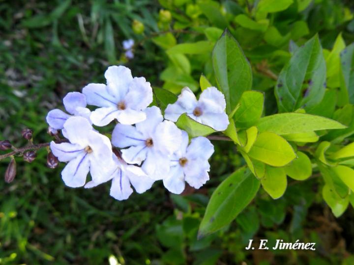 Duranta erecta (Pingo de oro)