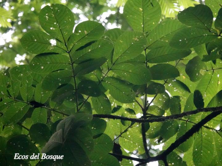 Dussia macroprophyllata