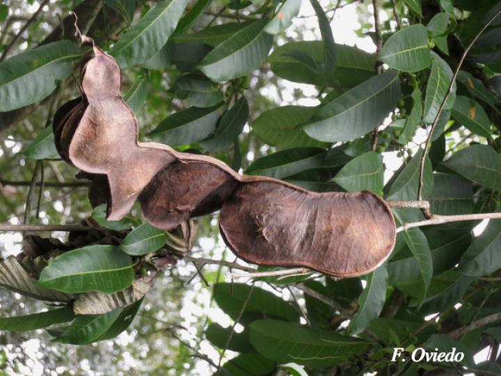 Entada gigas (Corazón de mar)