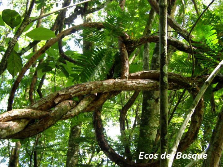 Entada gigas (Corazón de mar)