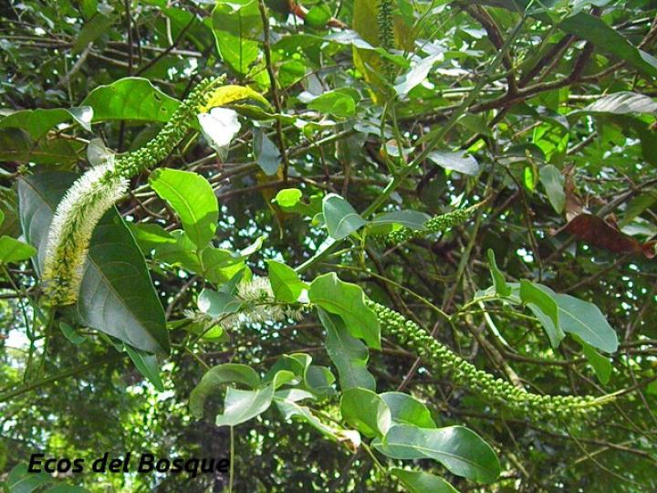 Entada gigas (Corazón de mar)