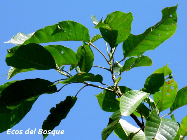 Hieronyma alchorneoides (Pilón)