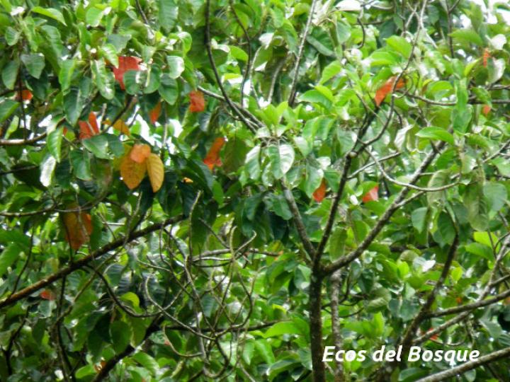 Hieronyma alchorneoides (Pilón)